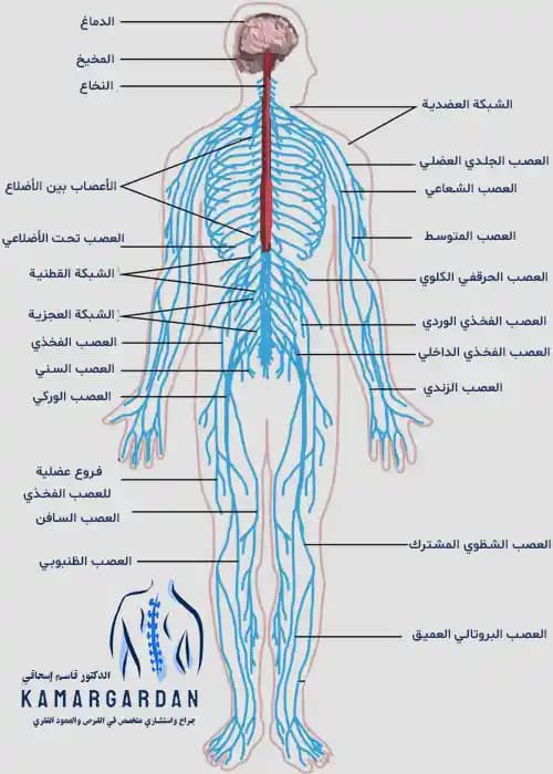 الشريط العصبي والعضلي (العصب والعضلات الكهربية)