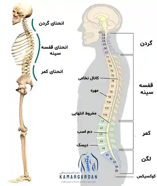 ساختمان استخوان های کمر(ستون فقرات) ساختمان استخوان های کمر(ستون فقرات)
