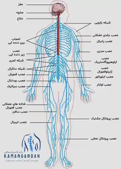 نوار عصب و عضله (الکتروفیزیولوژیک عصب و عضله) نوار عصب و عضله (الکتروفیزیولوژیک عصب و عضله)