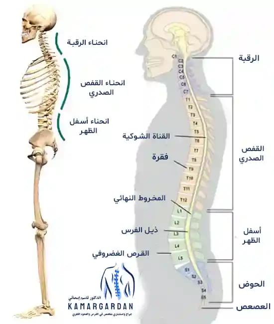 هيكل عظام الظهر (العمود الفقري) هيكل عظام الظهر (العمود الفقري)