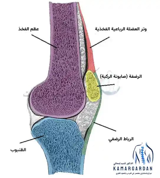 هيكل وتشريح الركبة هيكل وتشريح الركبة