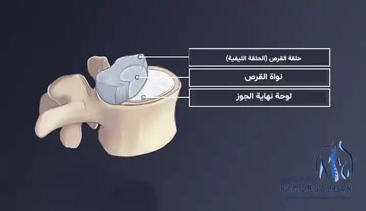 القرص الفقرية القرص الفقرية